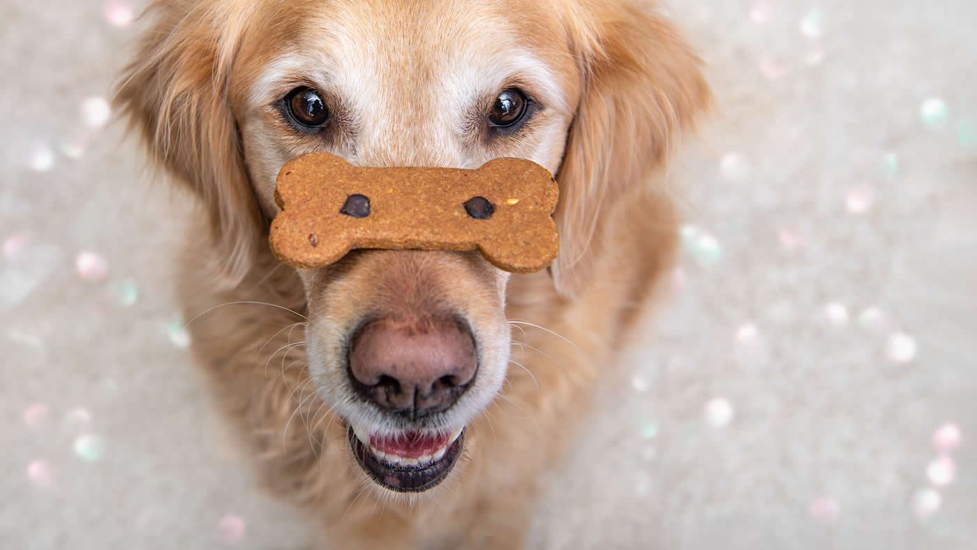 Doggy Decadents | Fresh Baked Gourmet Dog Treats